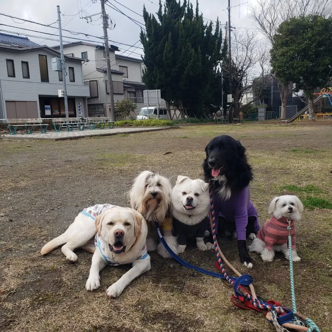 朝はみんなでお散歩へ🎵