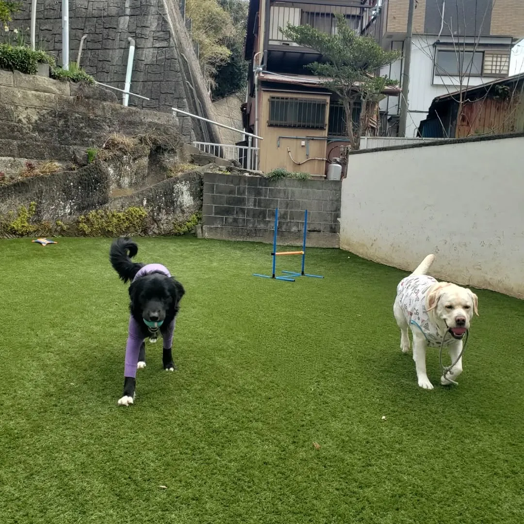 朝はみんなでお散歩へ🎵