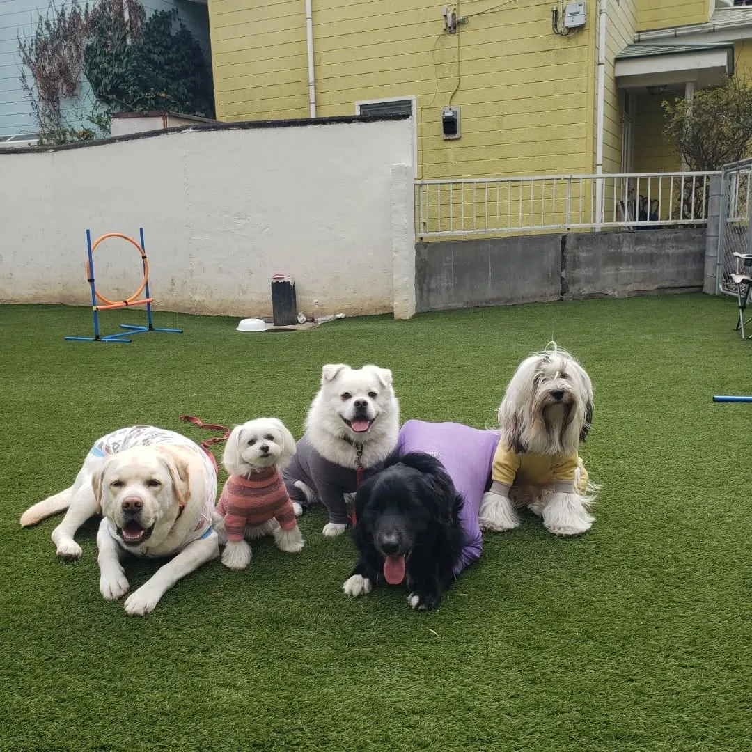 午後からもお散歩行ってランで遊ぶわんこさん♥️