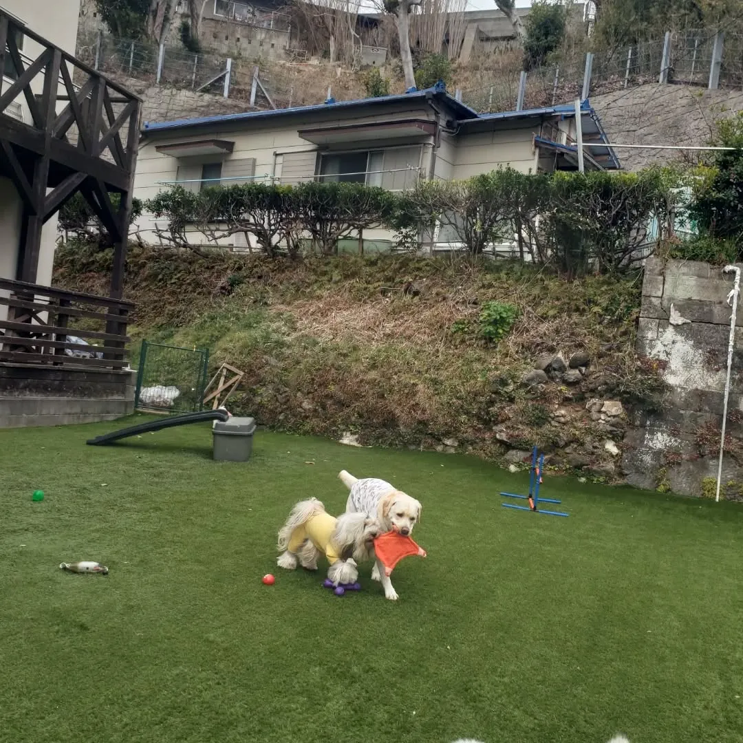 午後からもお散歩行ってランで遊ぶわんこさん♥️