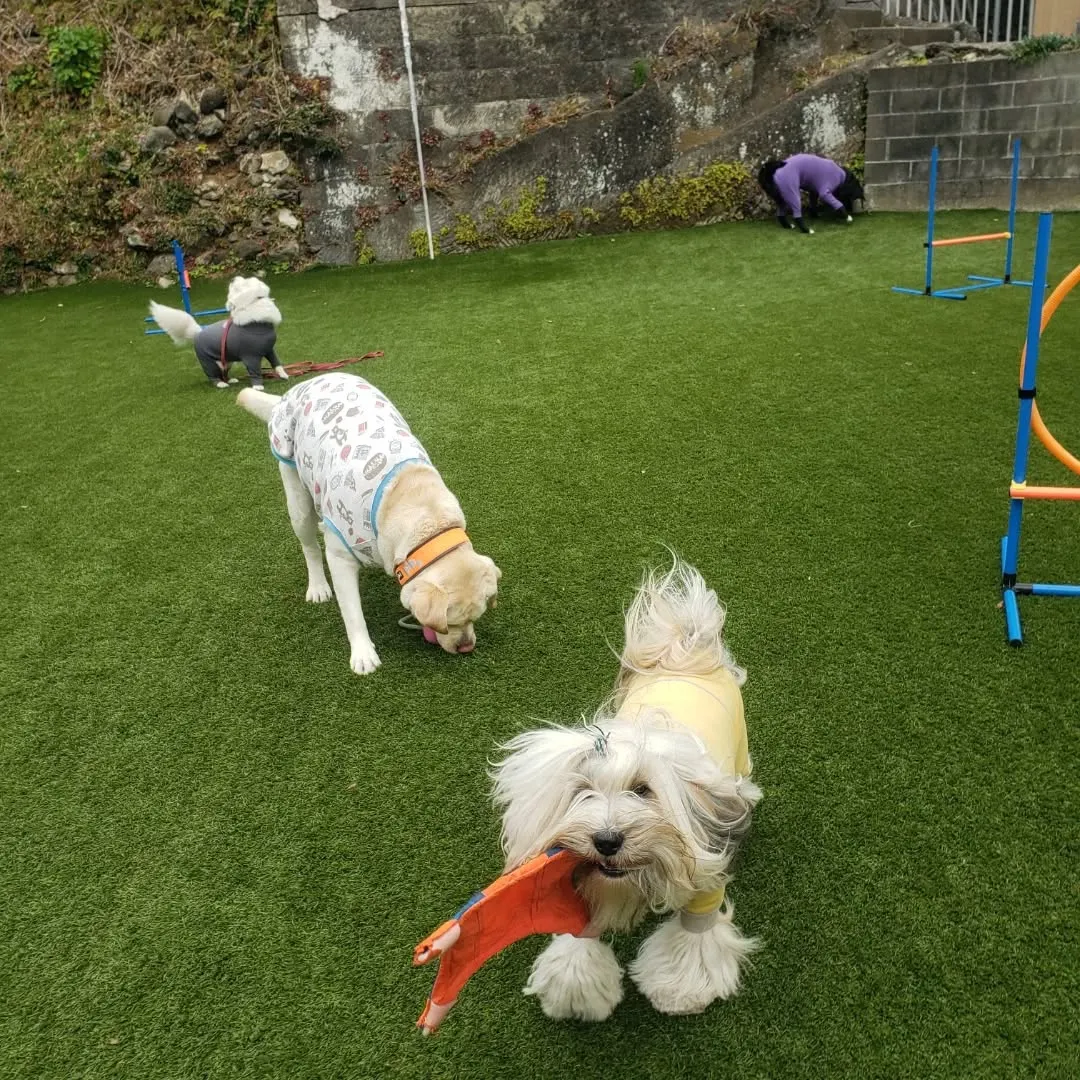 午後からもお散歩行ってランで遊ぶわんこさん♥️