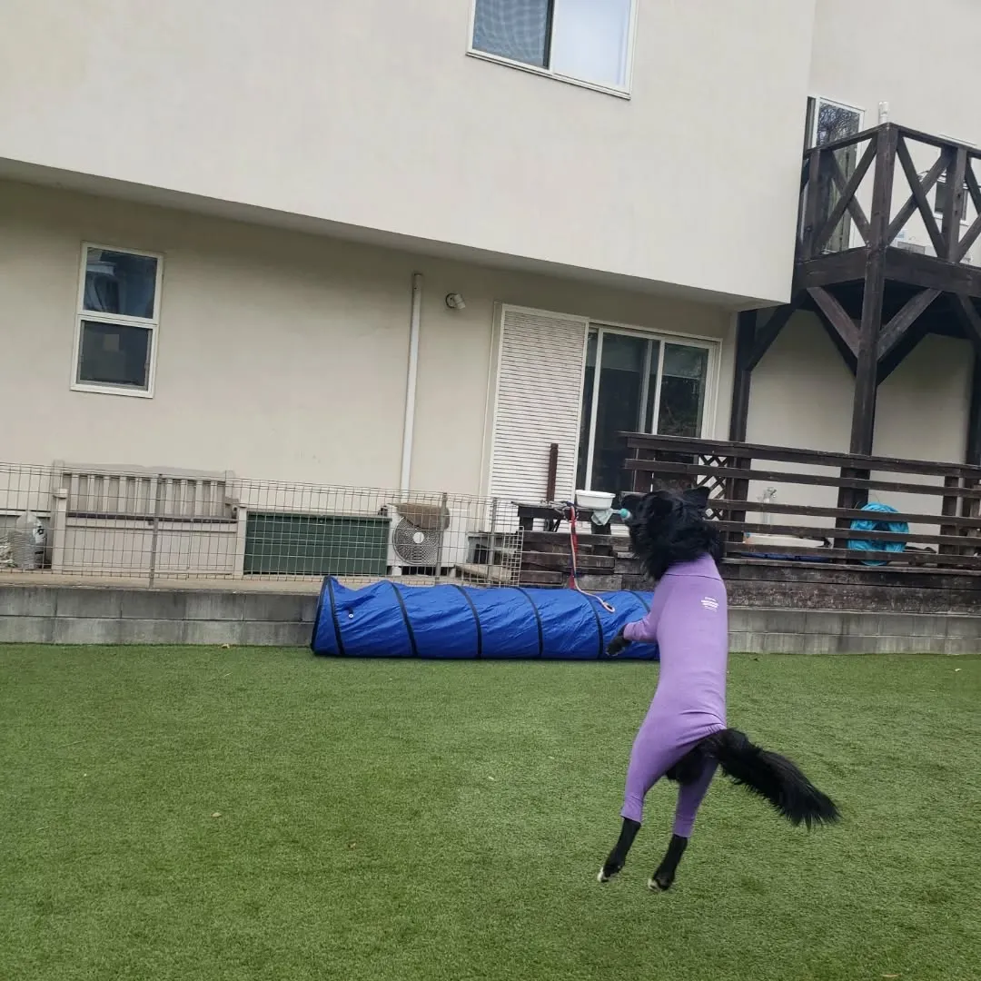 午後からもお散歩行ってランで遊ぶわんこさん♥️