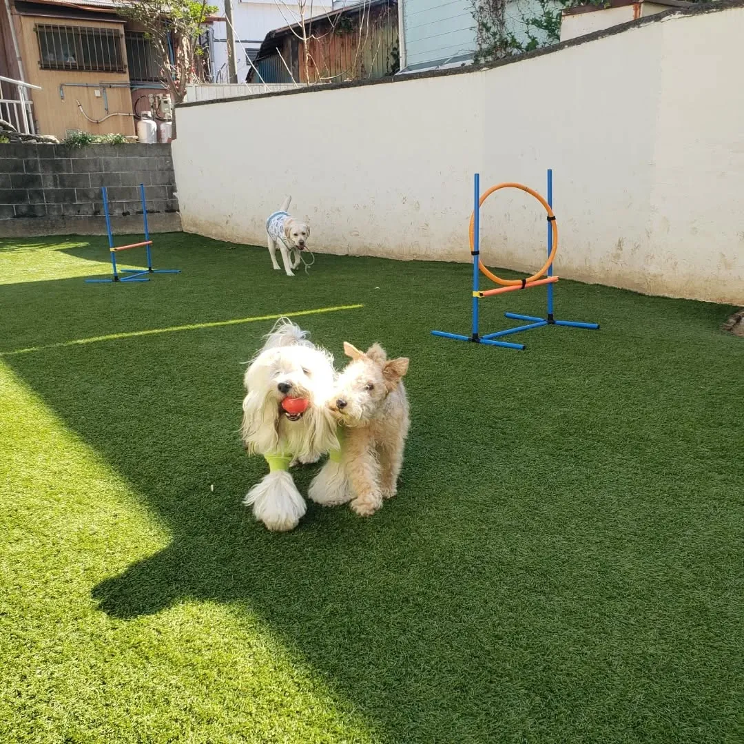 朝はお散歩へ🎵