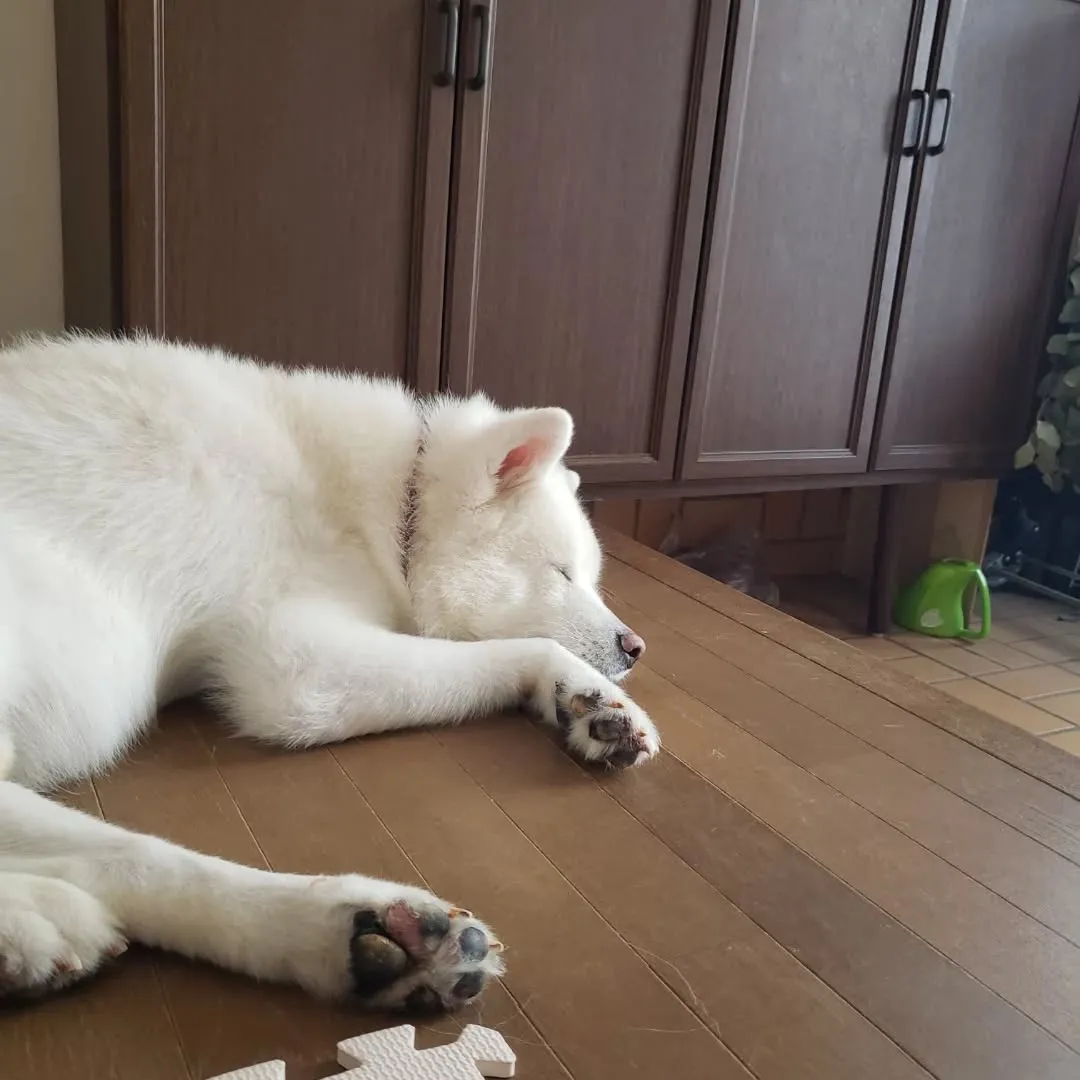 サモ君のお世話に行きました😊