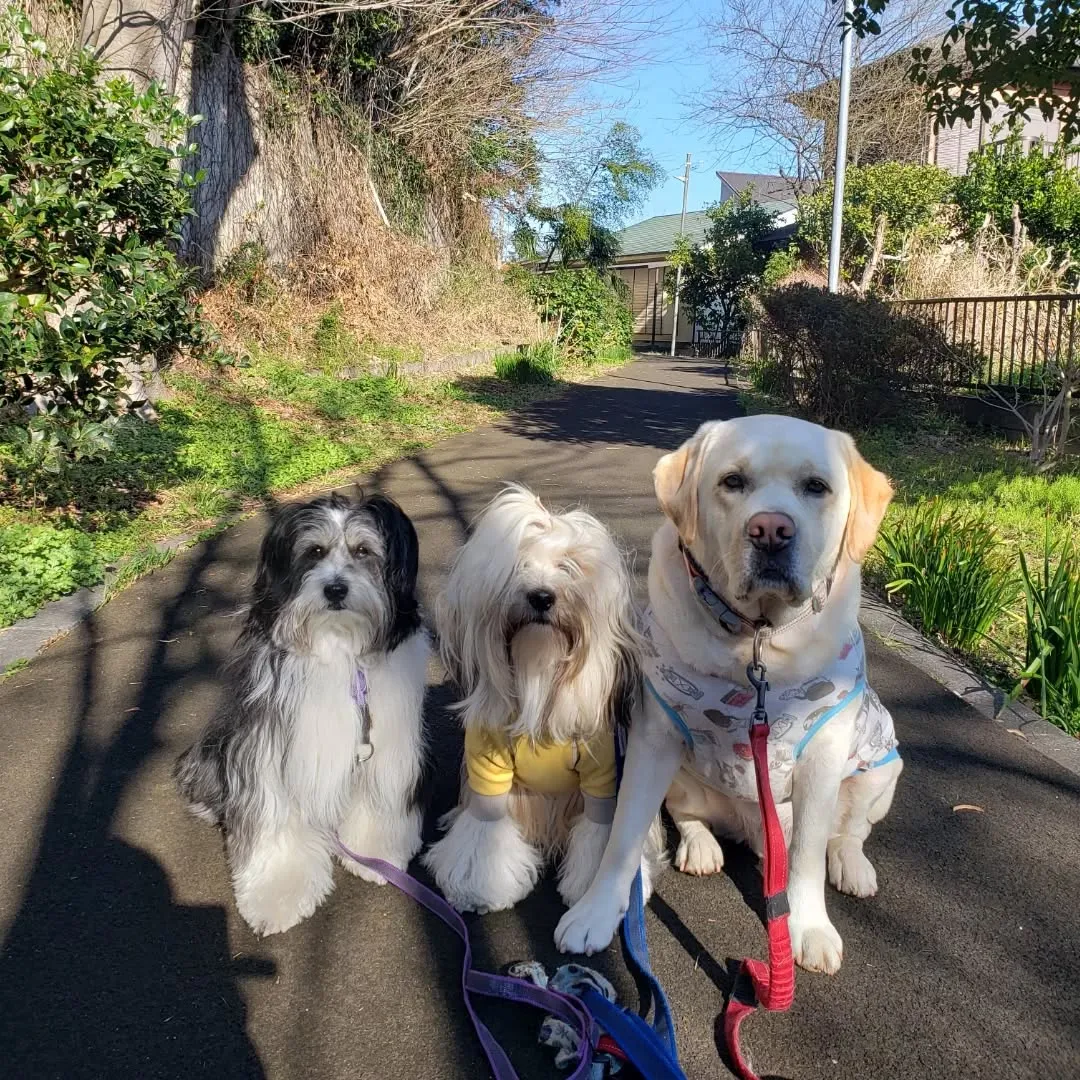 朝はグリ君とお散歩へ🎵