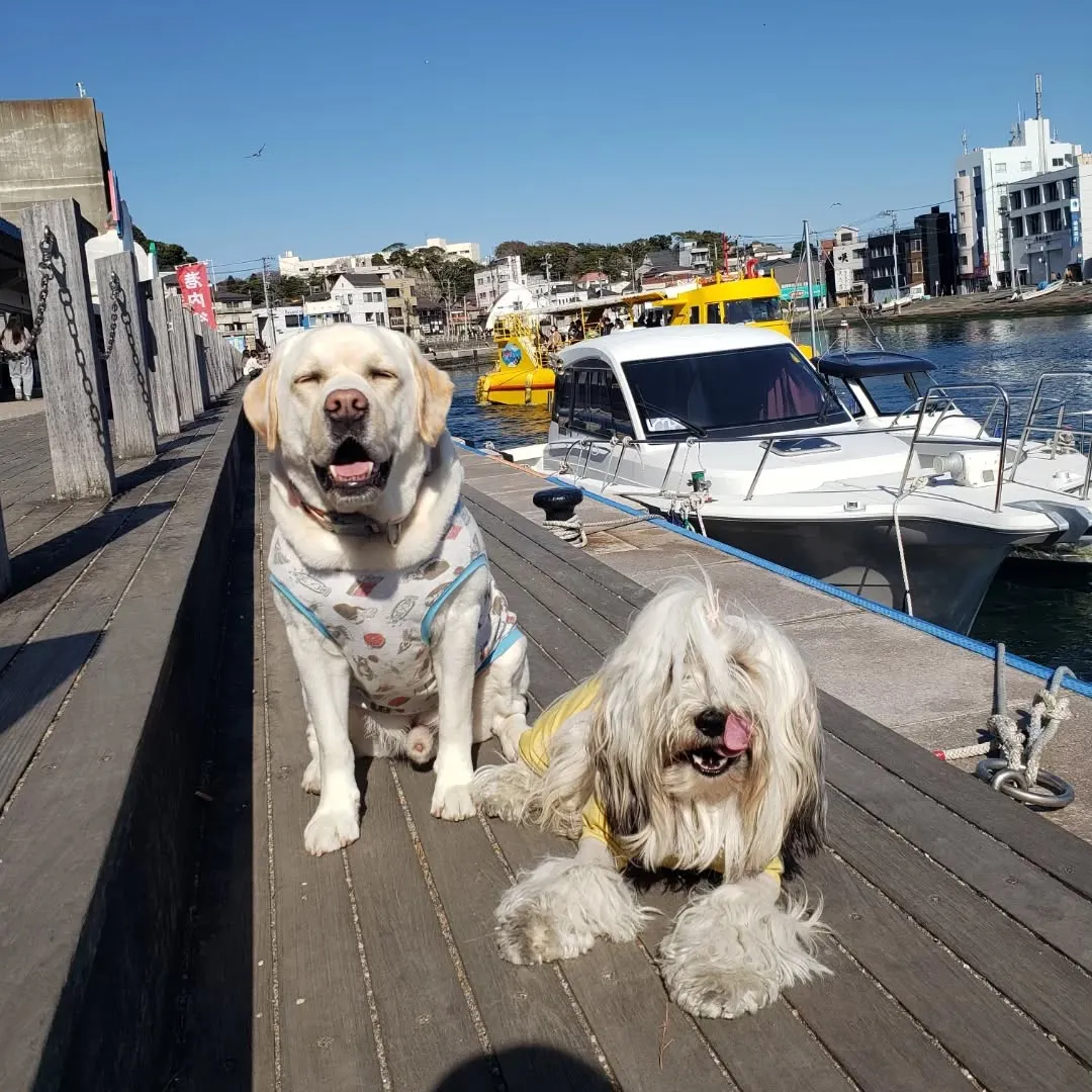 午後過ぎて三崎まで🎵