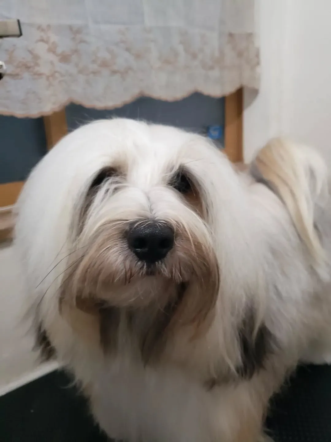 チベタンテリアのロングヘアは毎日ブラッシングはかかせません😅