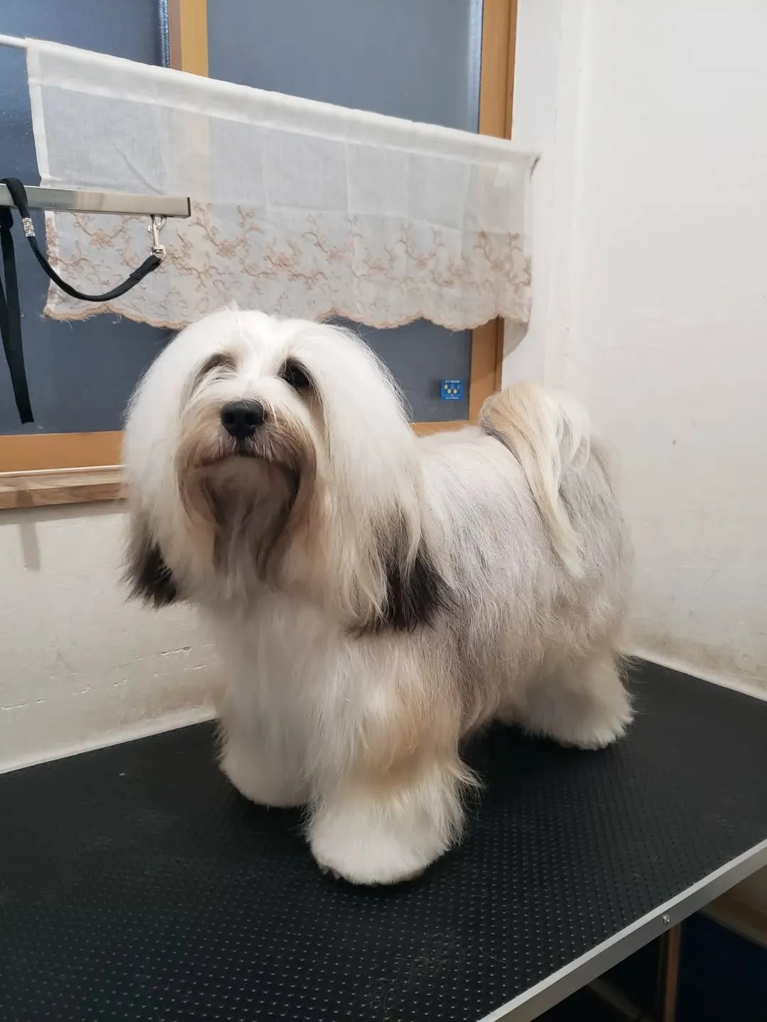 チベタンテリアのロングヘアは毎日ブラッシングはかかせません😅