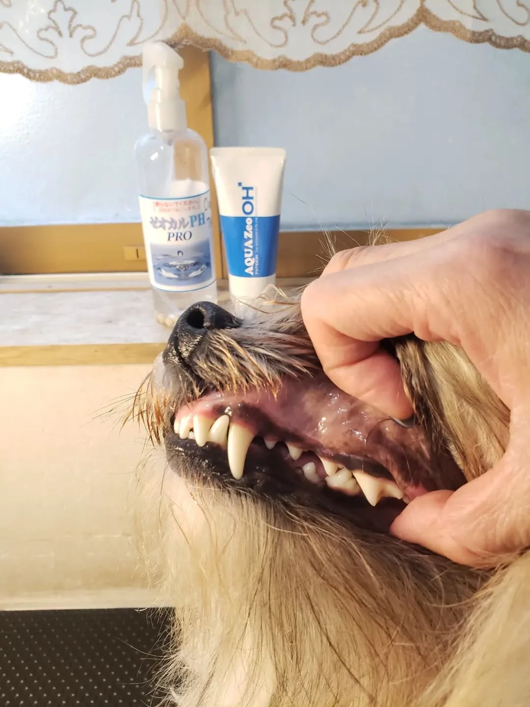 チベタンテリアのロングヘアは毎日ブラッシングはかかせません😅