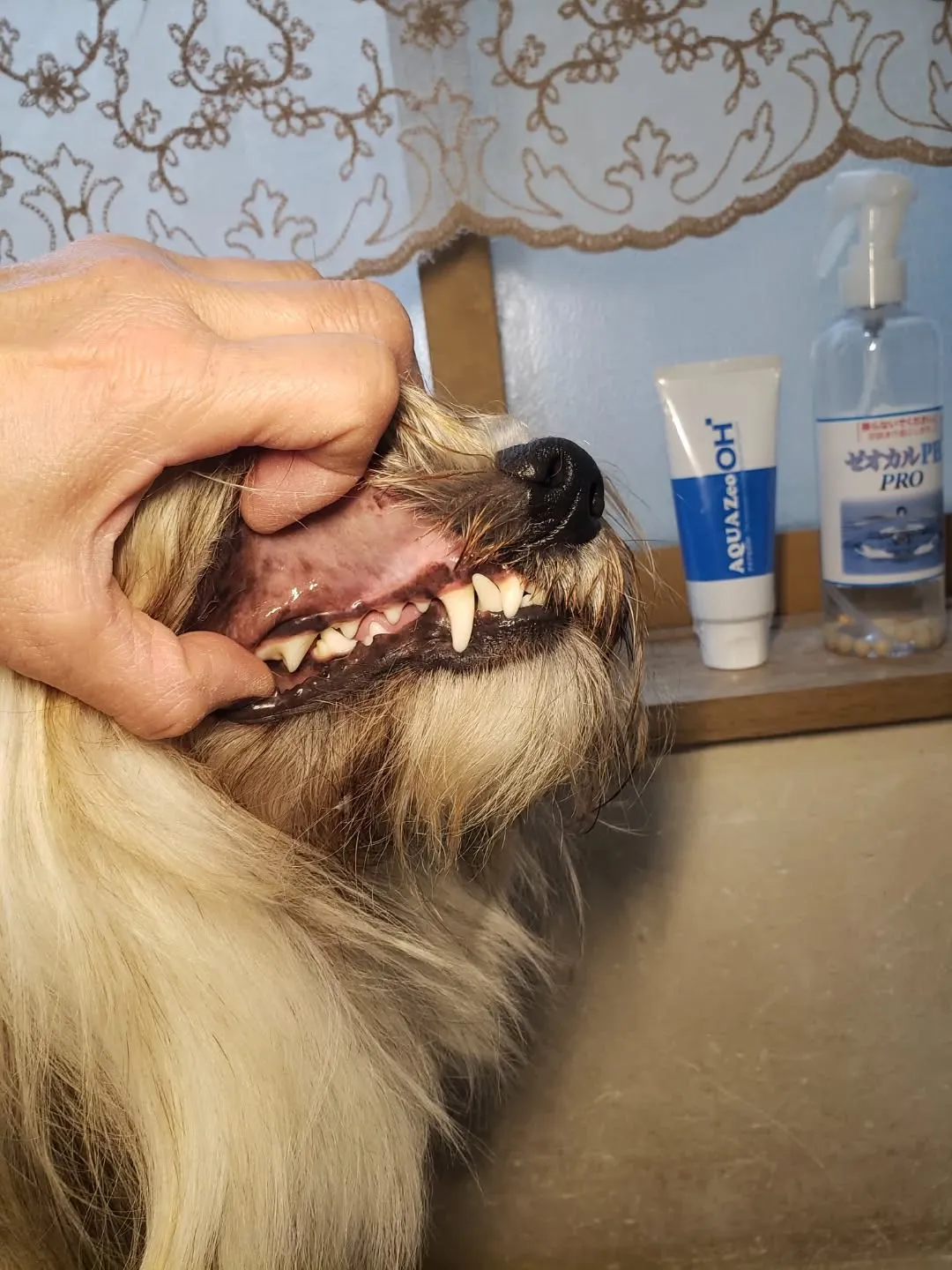 チベタンテリアのロングヘアは毎日ブラッシングはかかせません😅