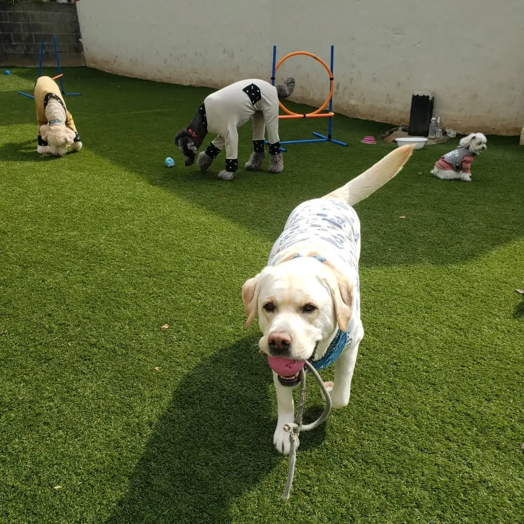 朝はみんなでお散歩へ行ってきました😊