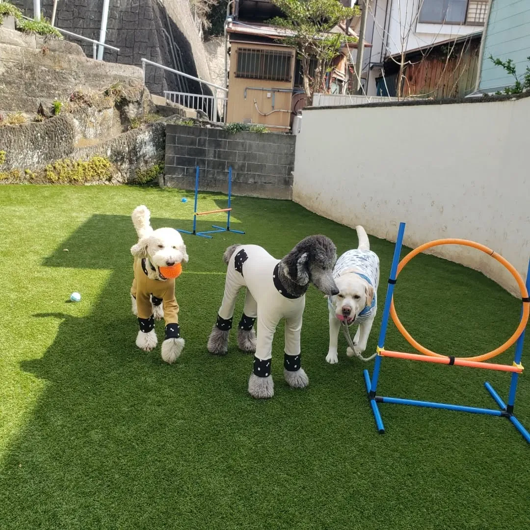 朝はみんなでお散歩へ行ってきました😊