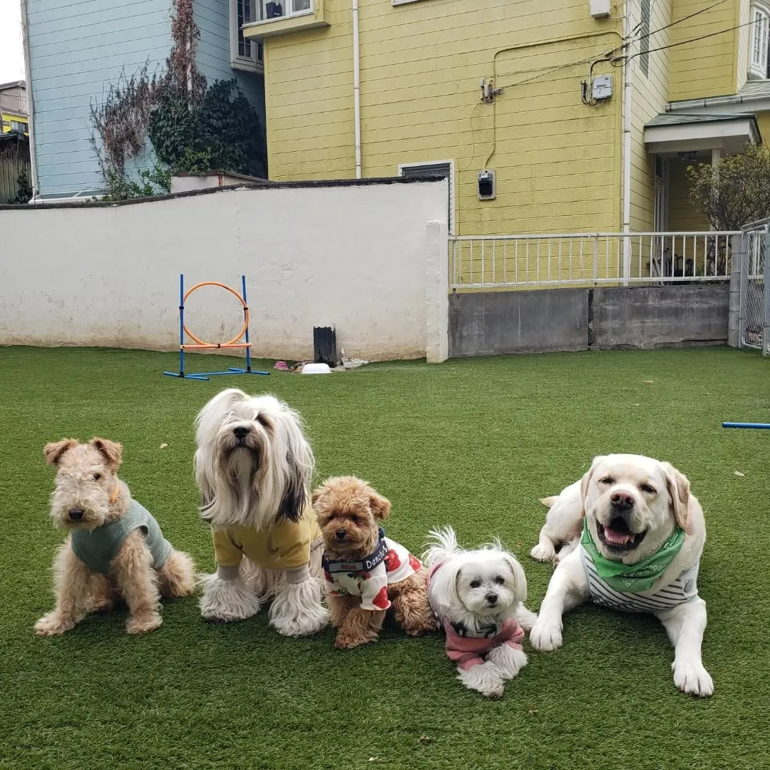 ランで楽しく遊ぶわんこさん💓