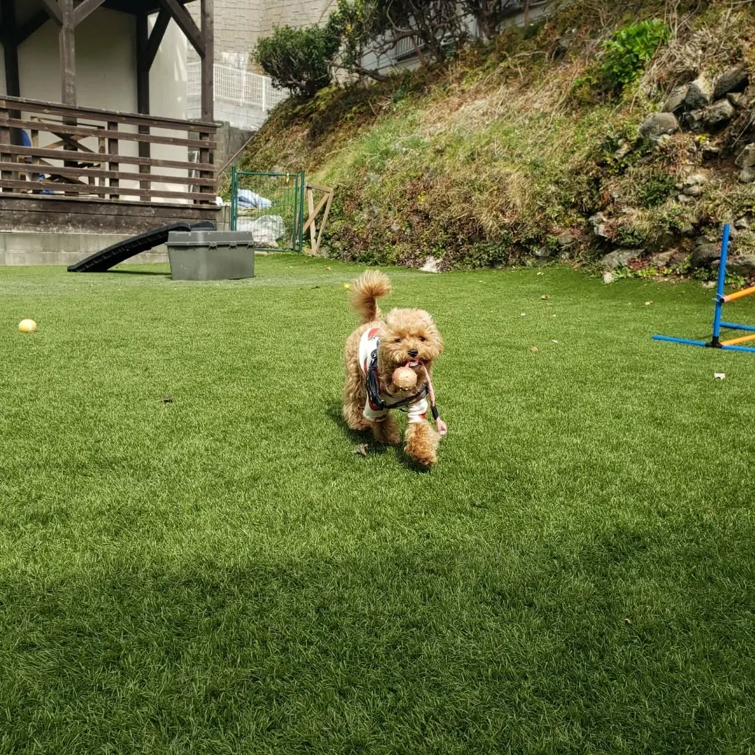 ランで楽しく遊ぶわんこさん💓