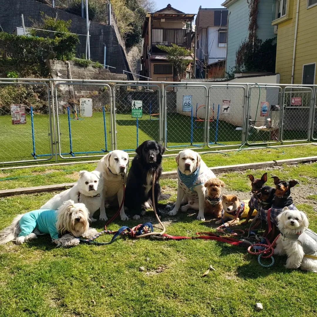 たくさんのわんこさんが来てくれました😊