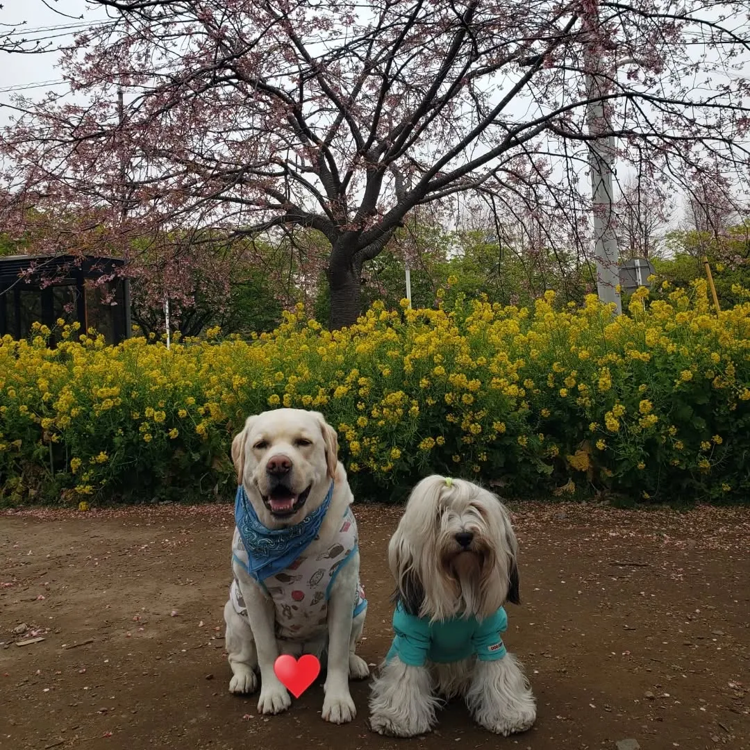 クルマにエンジンをかけようとしたらかからなくなってリモコンか...