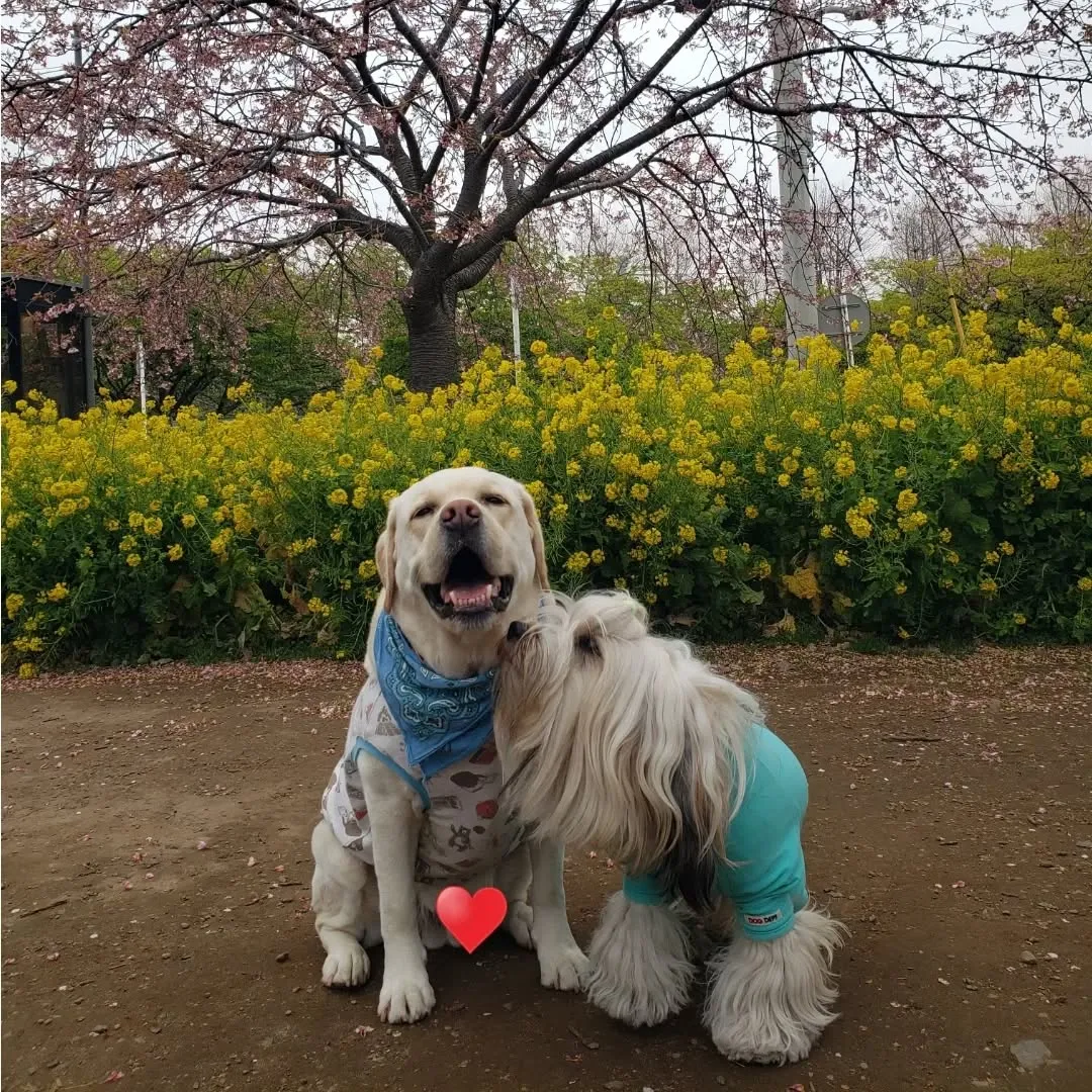 クルマにエンジンをかけようとしたらかからなくなってリモコンか...