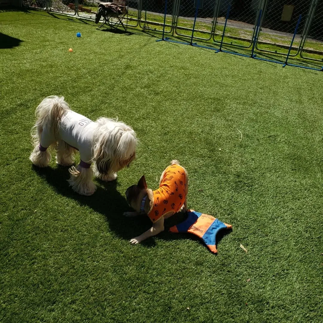 ハナちゃんのレッスン日🎵