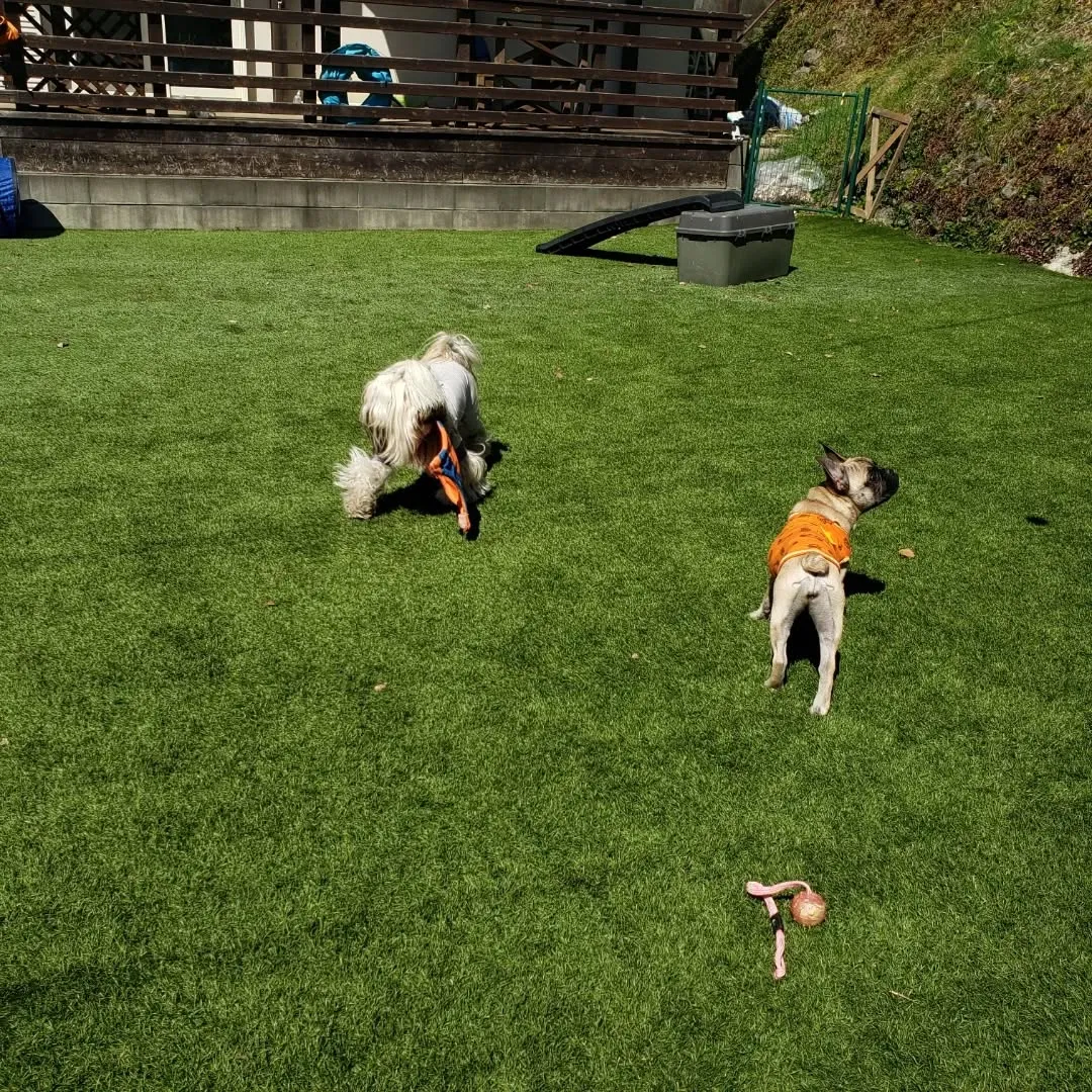 ハナちゃんのレッスン日🎵