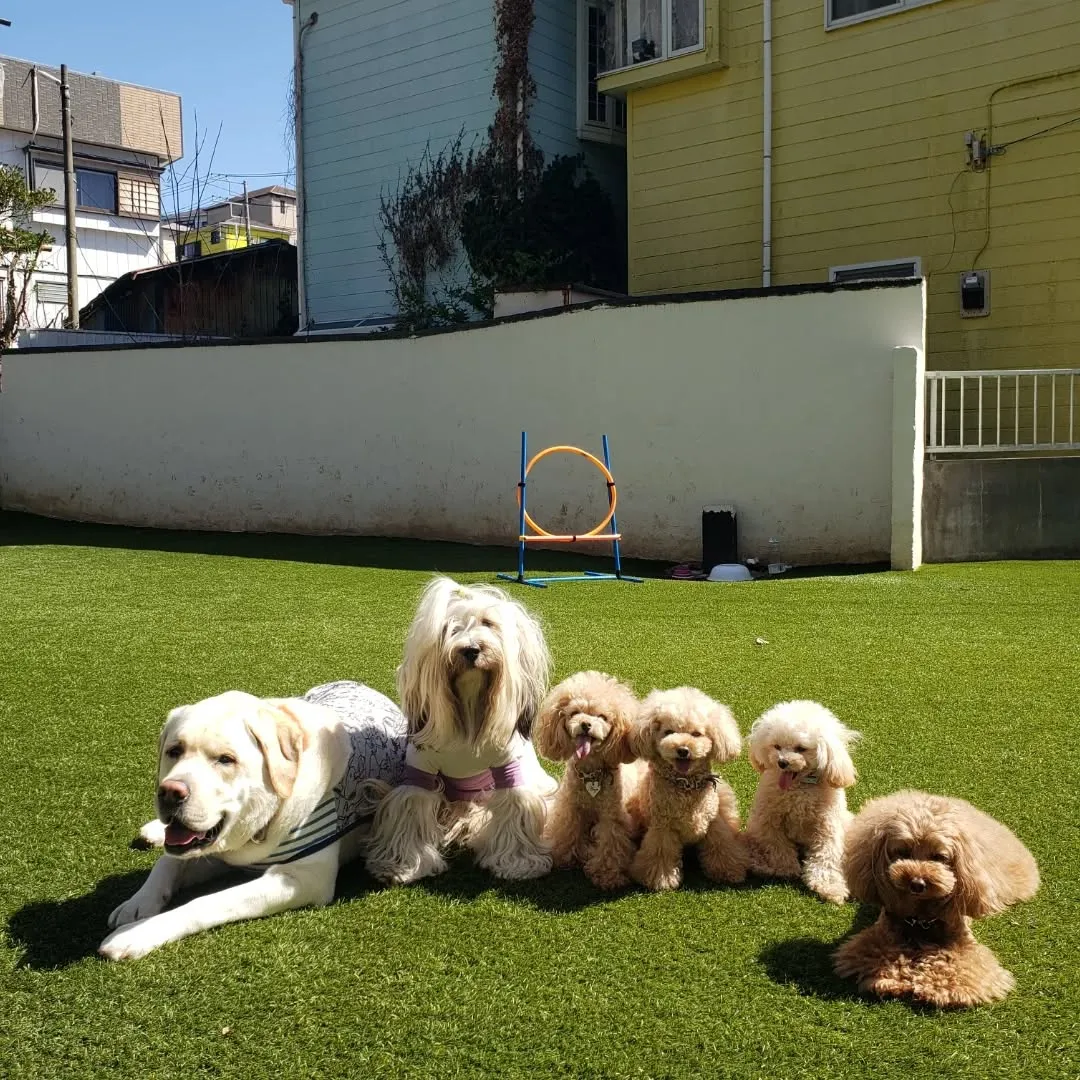 可愛いプードルファミリーがお泊まりに来てくれました😊