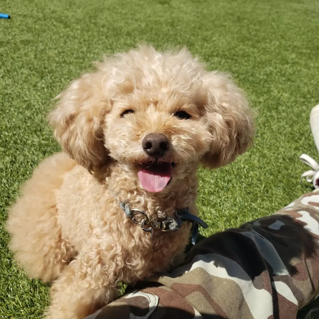 可愛いプードルファミリーがお泊まりに来てくれました😊