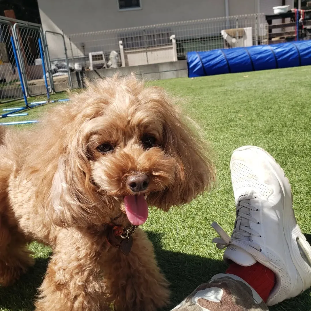 可愛いプードルファミリーがお泊まりに来てくれました😊