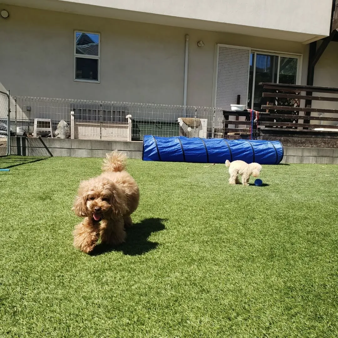 可愛いプードルファミリーがお泊まりに来てくれました😊