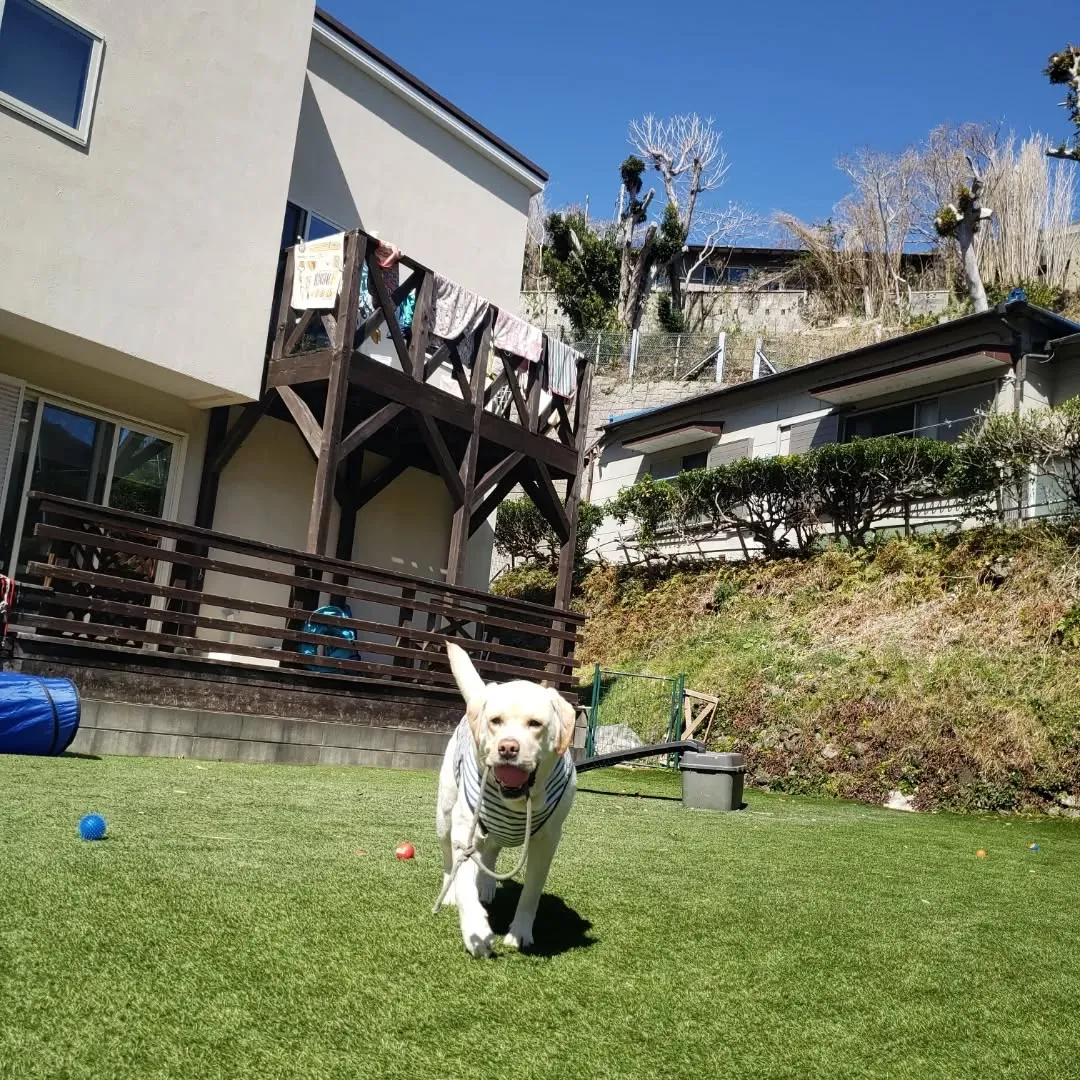 可愛いプードルファミリーがお泊まりに来てくれました😊