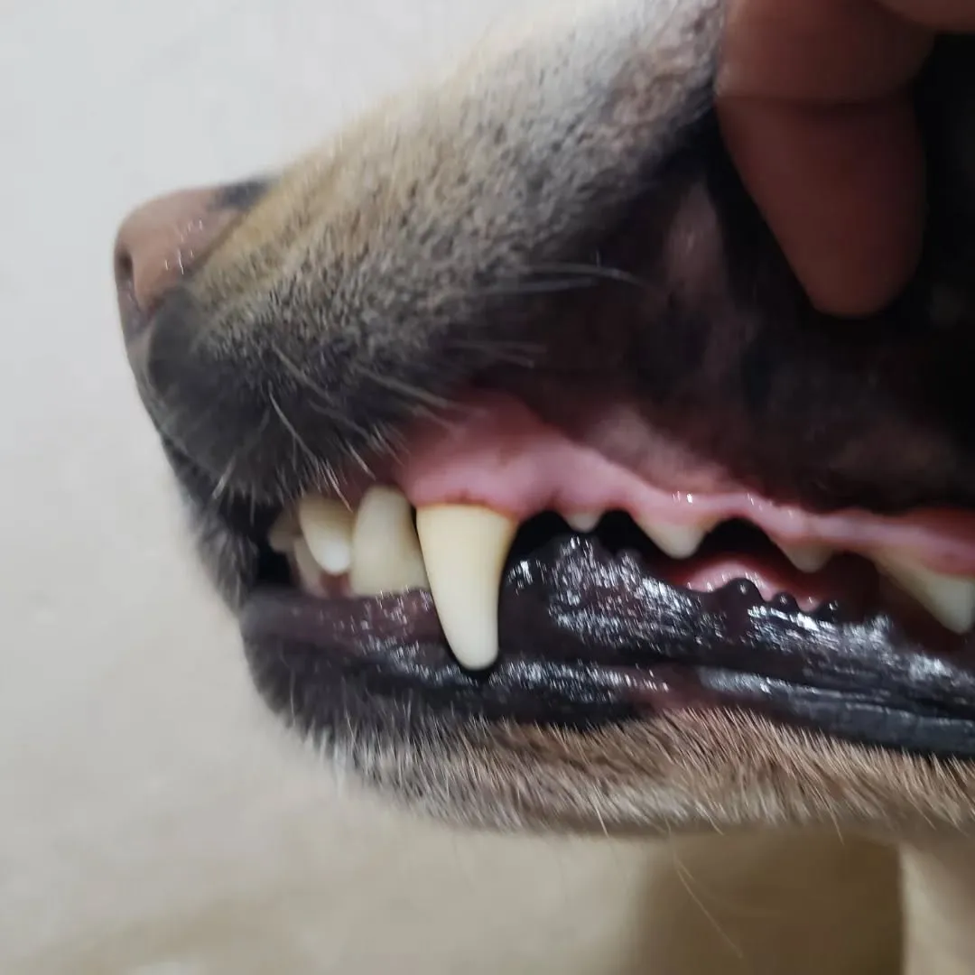 シャンプーdayのまーちゃん❤️