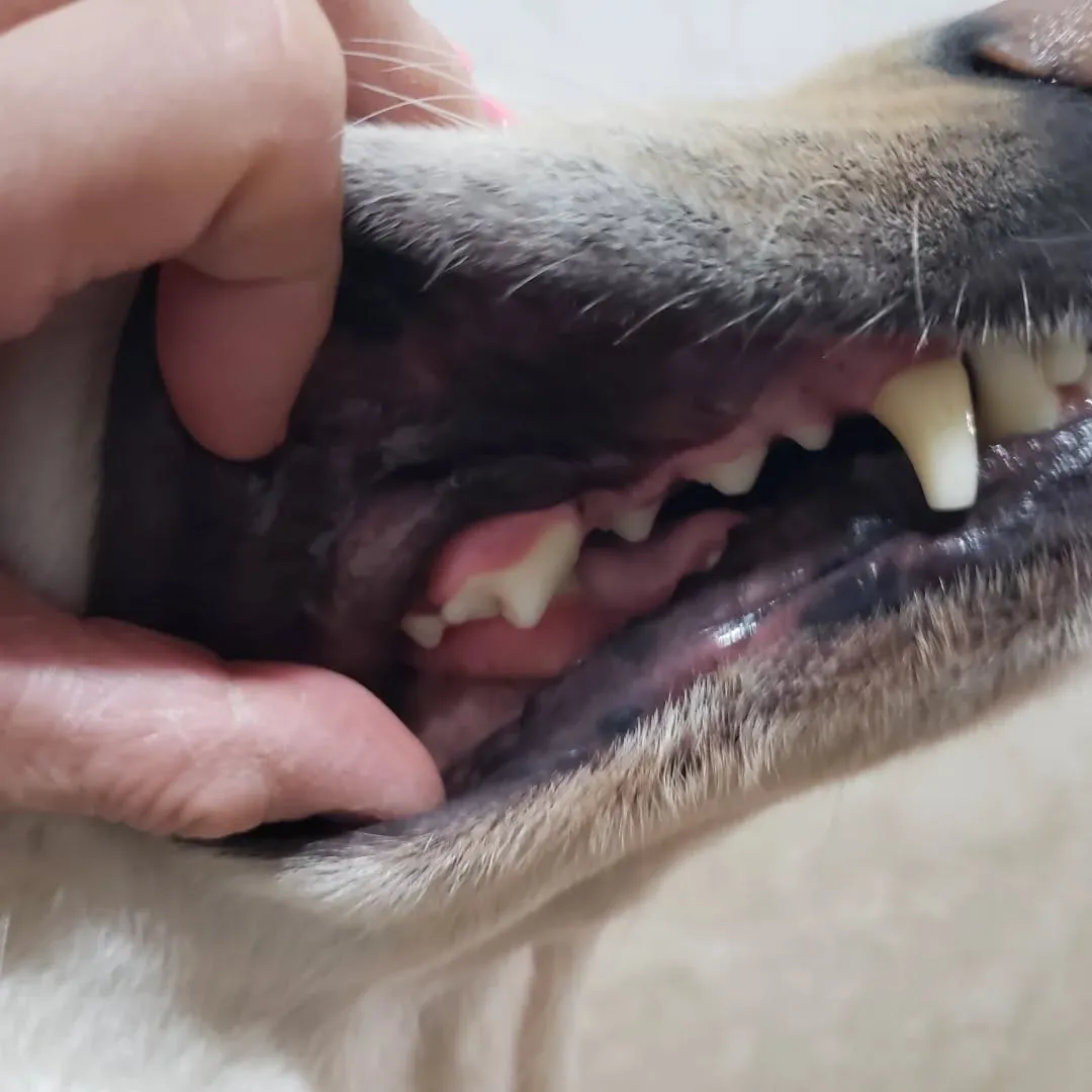 シャンプーdayのまーちゃん❤️