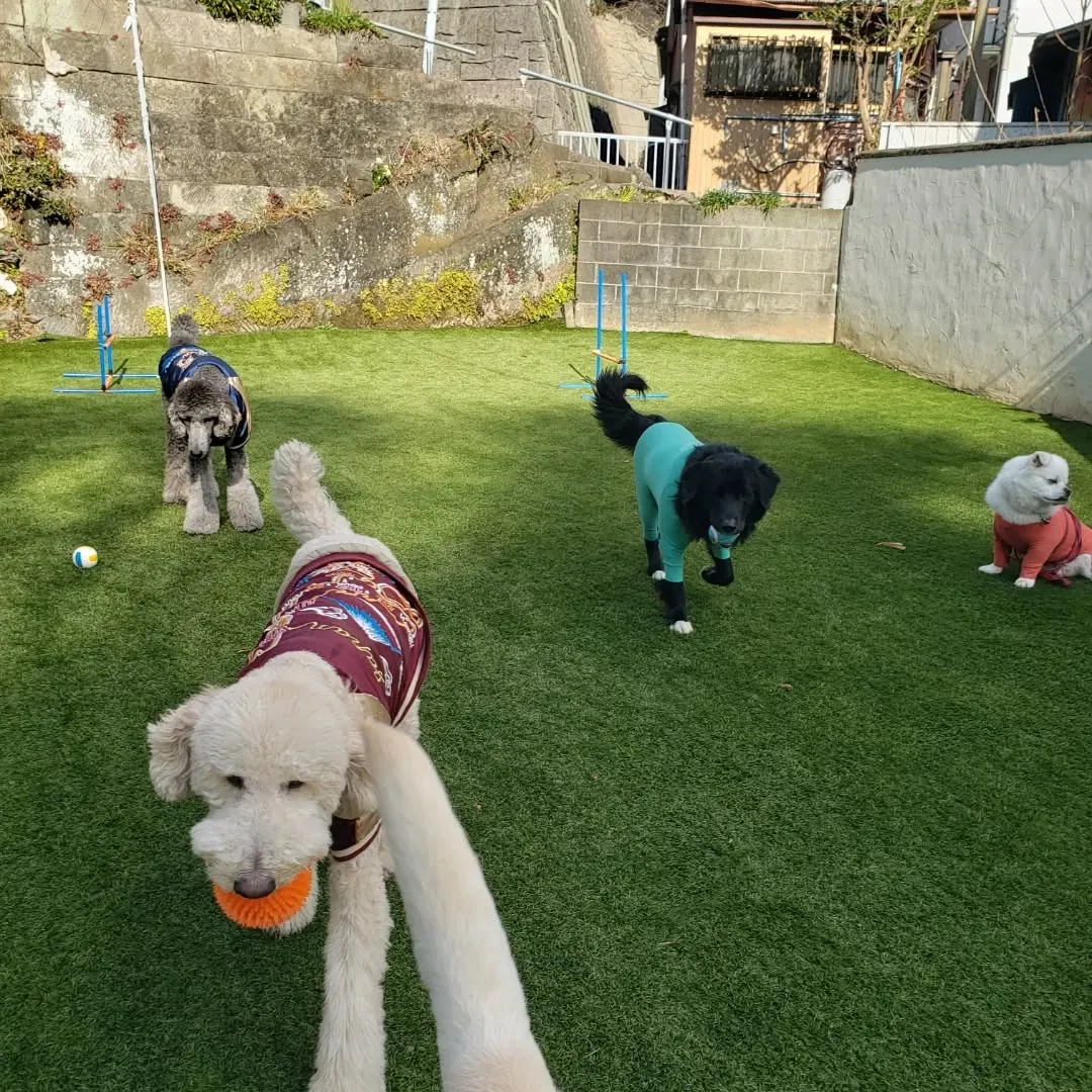 午前中は雨でお部屋遊びでしたが午後からはランでたっぷり遊ぶよ...