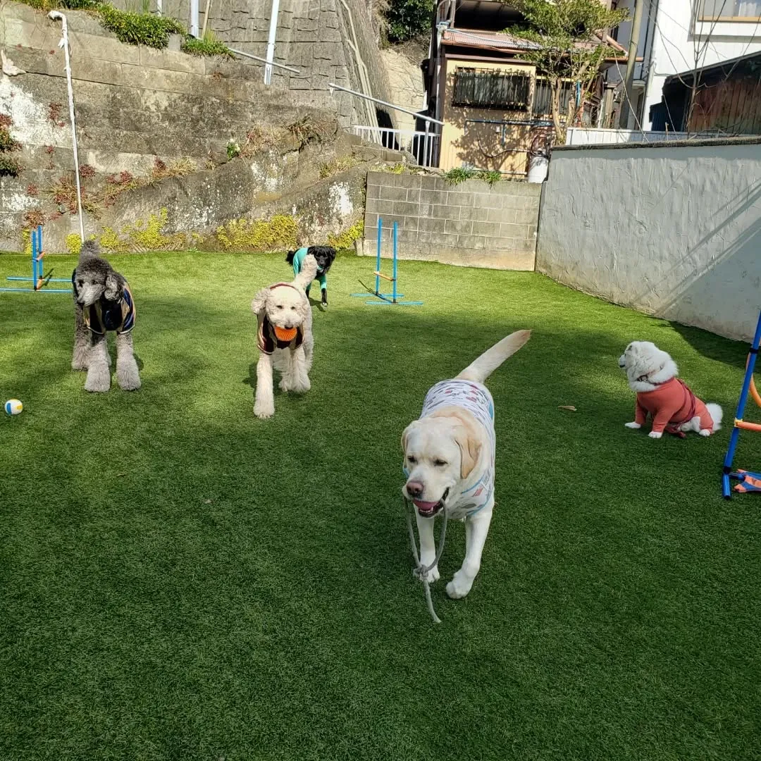 午前中は雨でお部屋遊びでしたが午後からはランでたっぷり遊ぶよ...