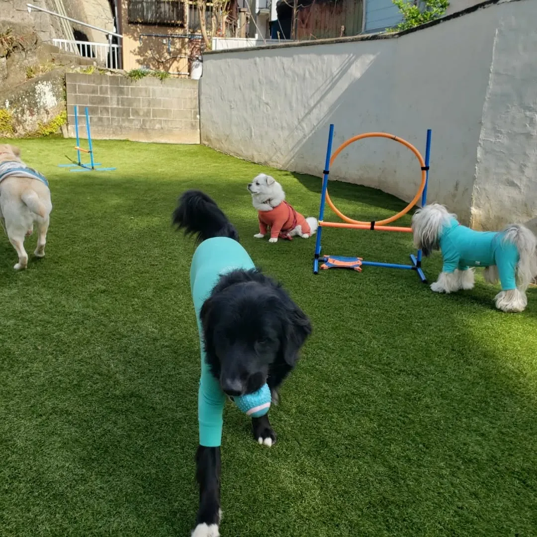午前中は雨でお部屋遊びでしたが午後からはランでたっぷり遊ぶよ...