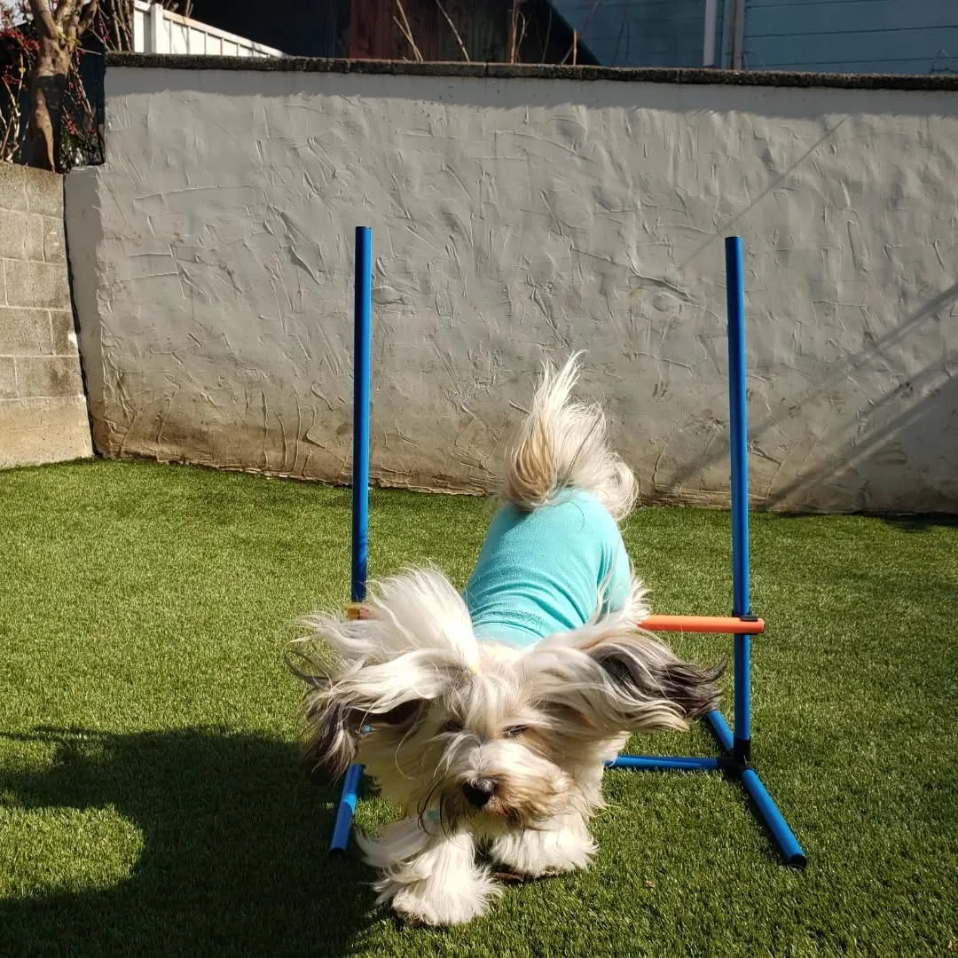 午前中は雨でお部屋遊びでしたが午後からはランでたっぷり遊ぶよ...