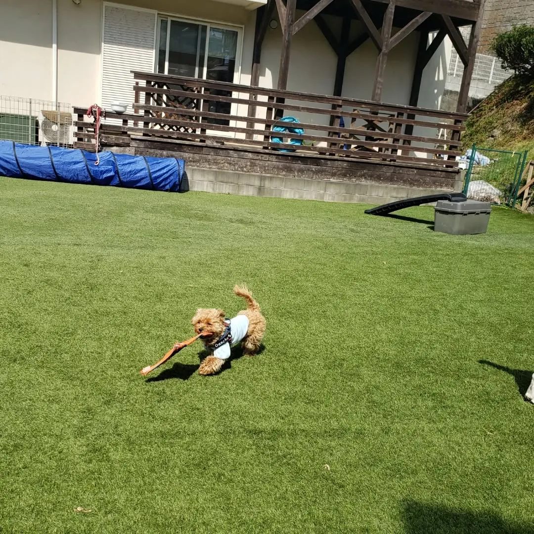 ランで遊ぶわんこさん♥️