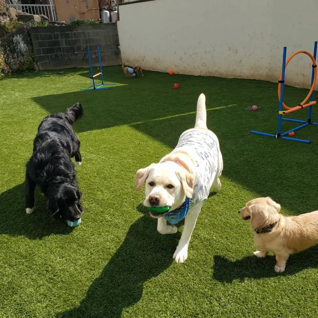 ランで遊ぶわんこさん♥️