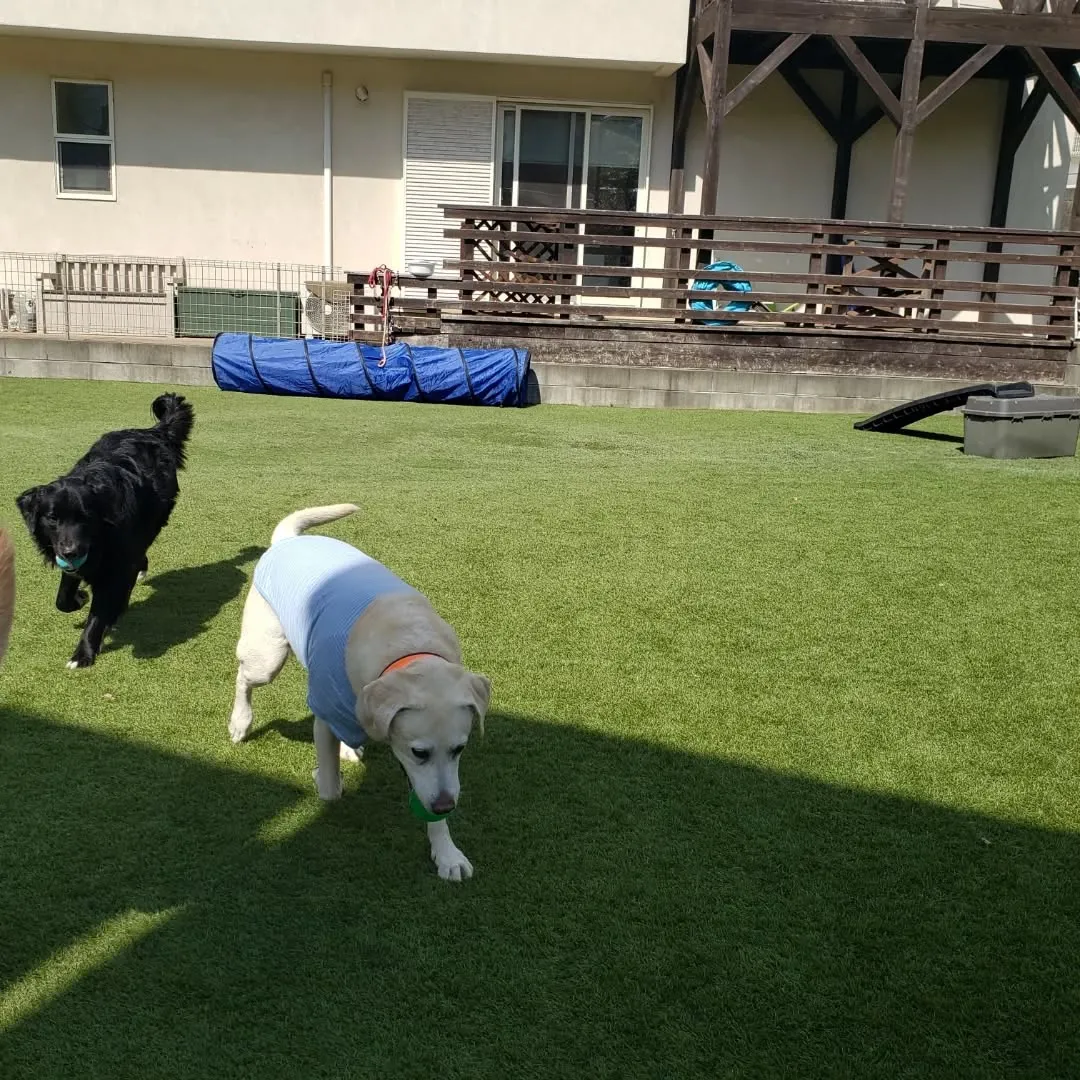 ランで遊ぶわんこさん♥️