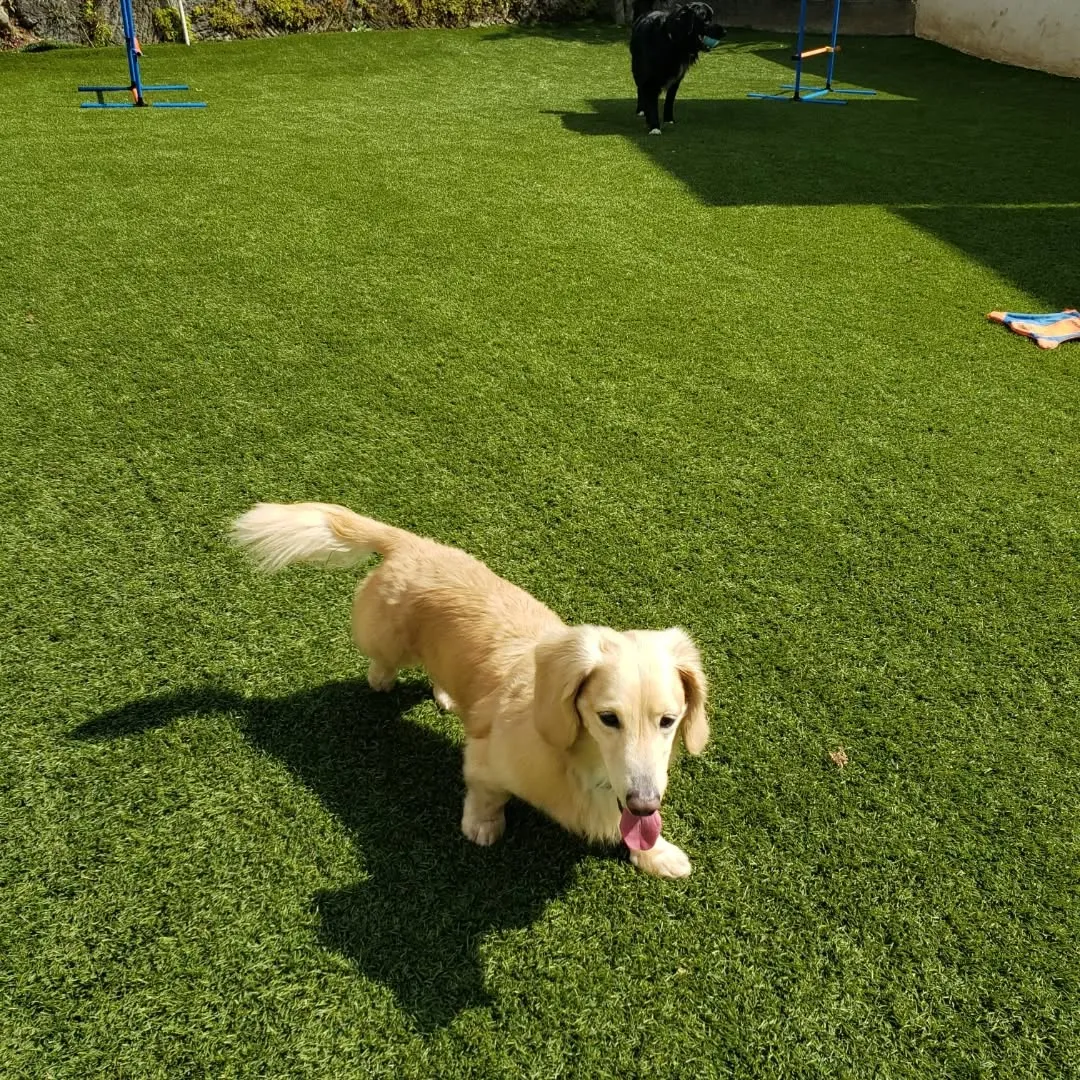 ランで遊ぶわんこさん♥️