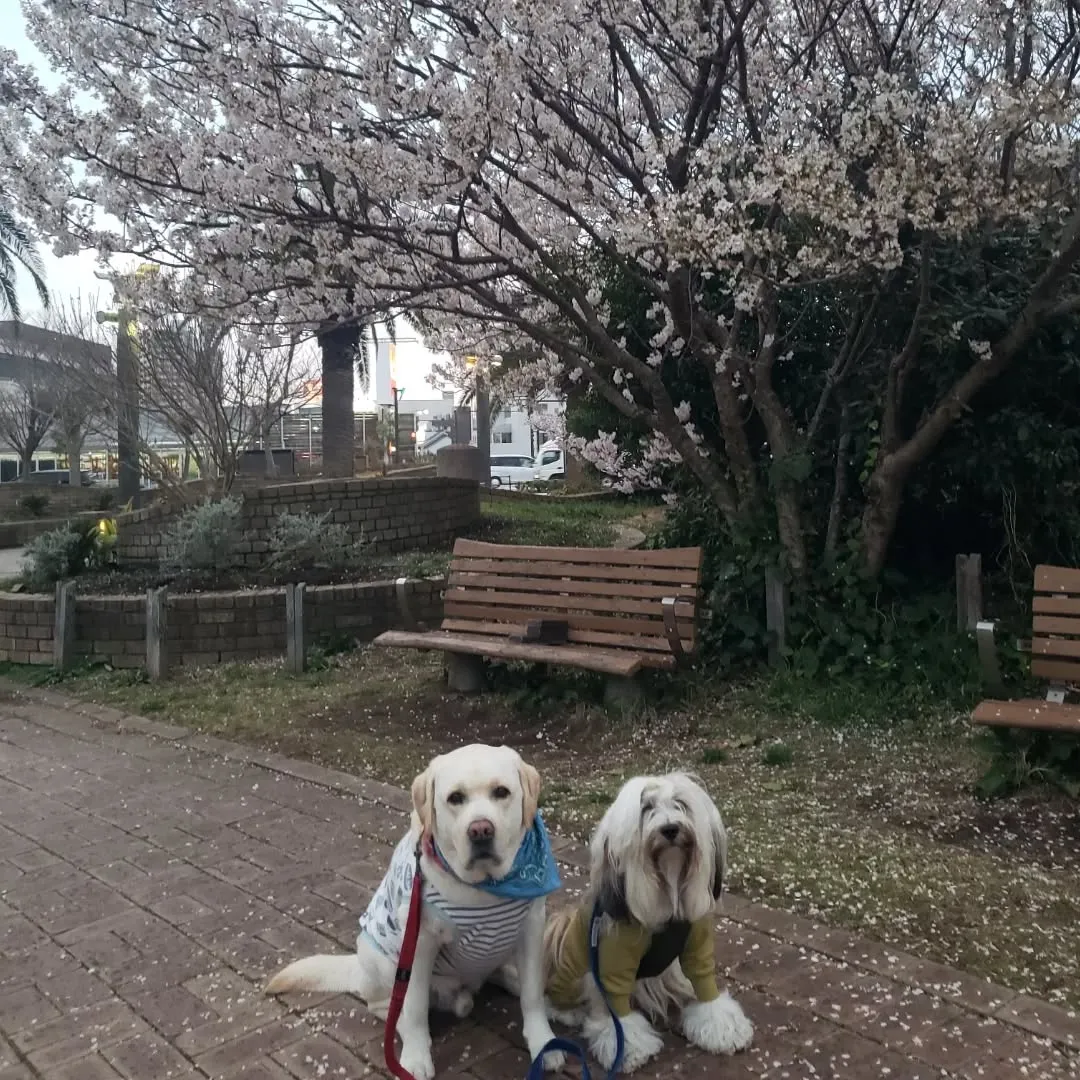 ランで遊ぶわんこさん♥️