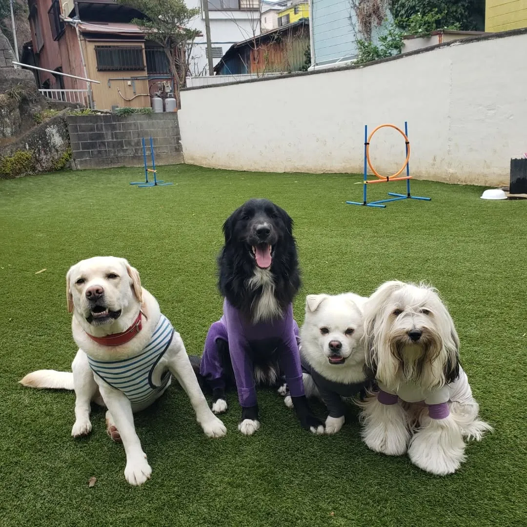 朝はお散歩へ行った後ランで遊ぶわんこさん♥️