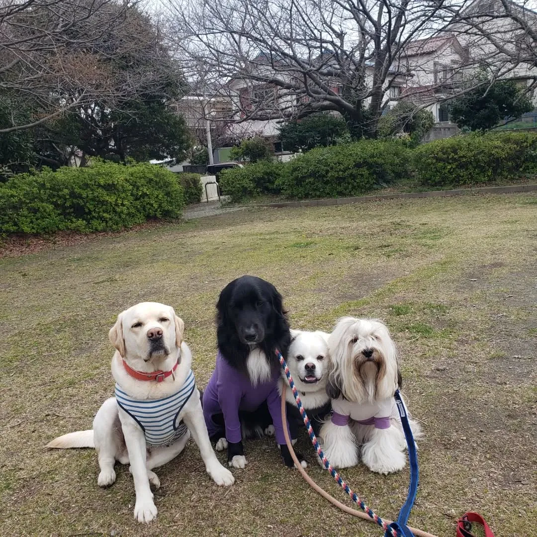 朝はお散歩へ行った後ランで遊ぶわんこさん♥️