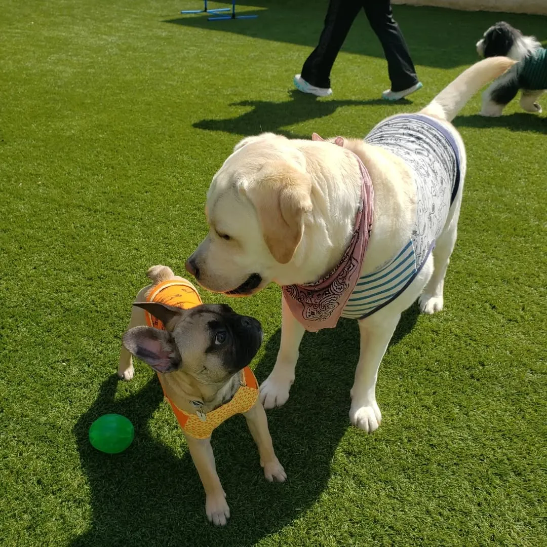 ハナちゃんのレッスンday💓
