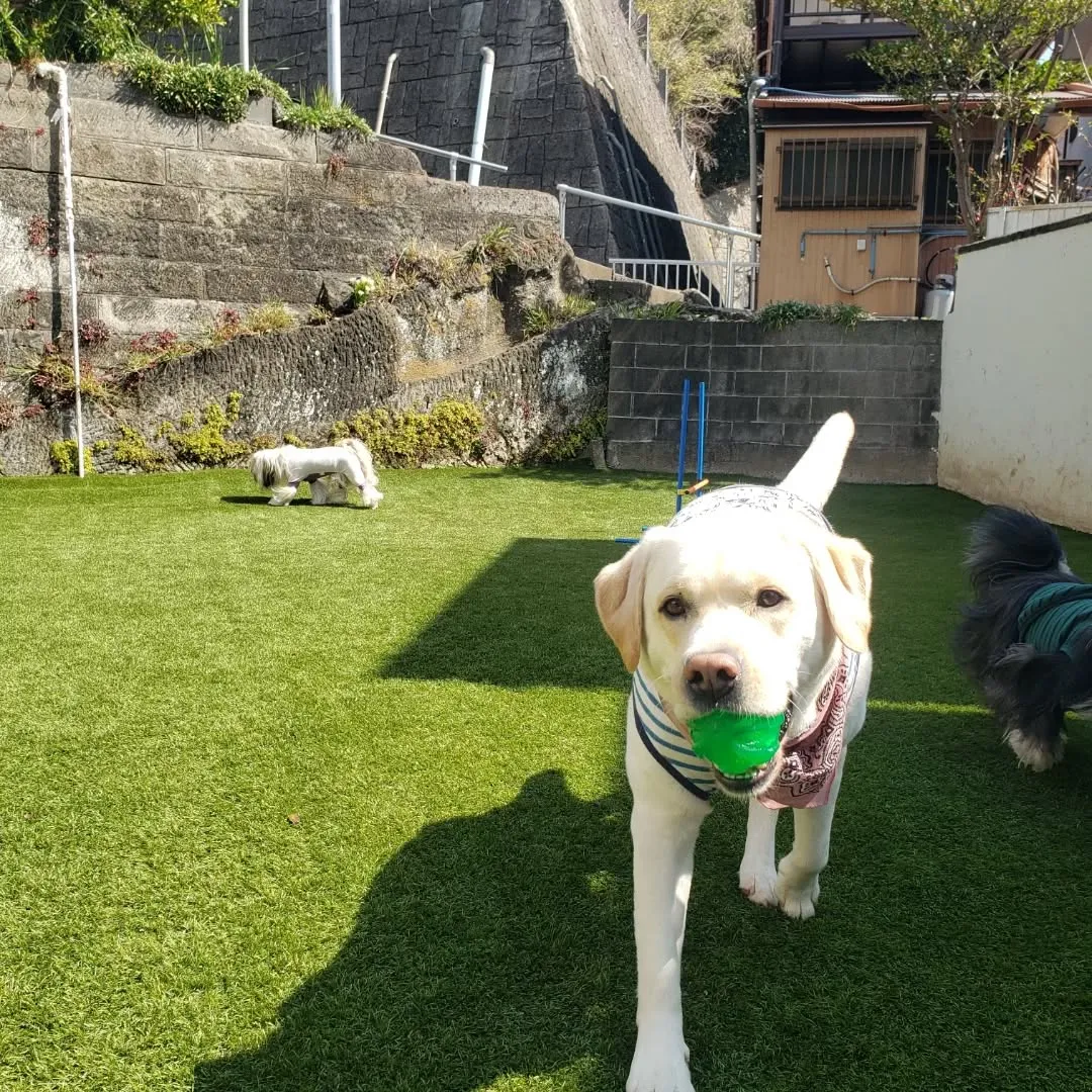 ハナちゃんのレッスンday💓