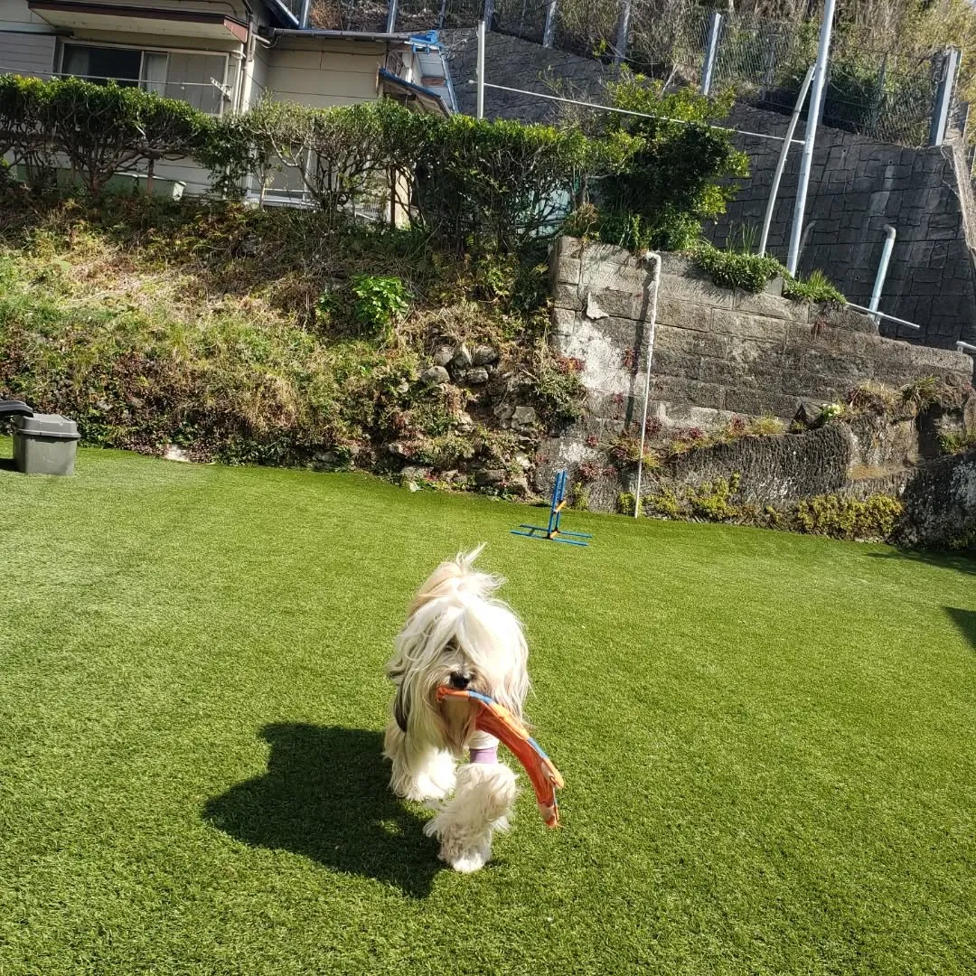 ハナちゃんのレッスンday💓