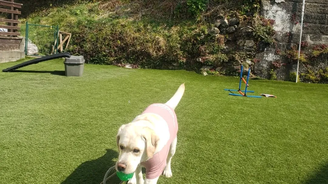 ドッグランにはいる時は座って待つよ😊