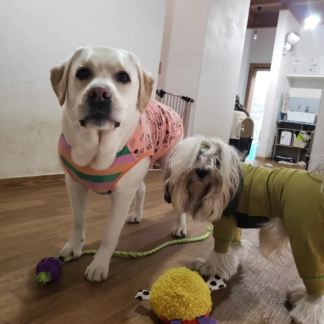 今日は朝からアジリテイのレッスンだったけれど雨で中止に。