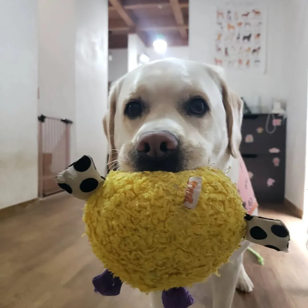 今日は朝からアジリテイのレッスンだったけれど雨で中止に。