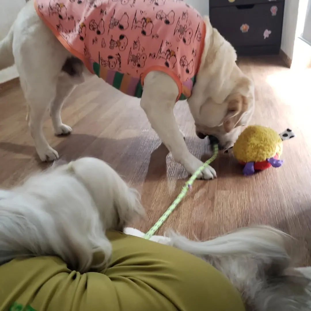 今日は朝からアジリテイのレッスンだったけれど雨で中止に。