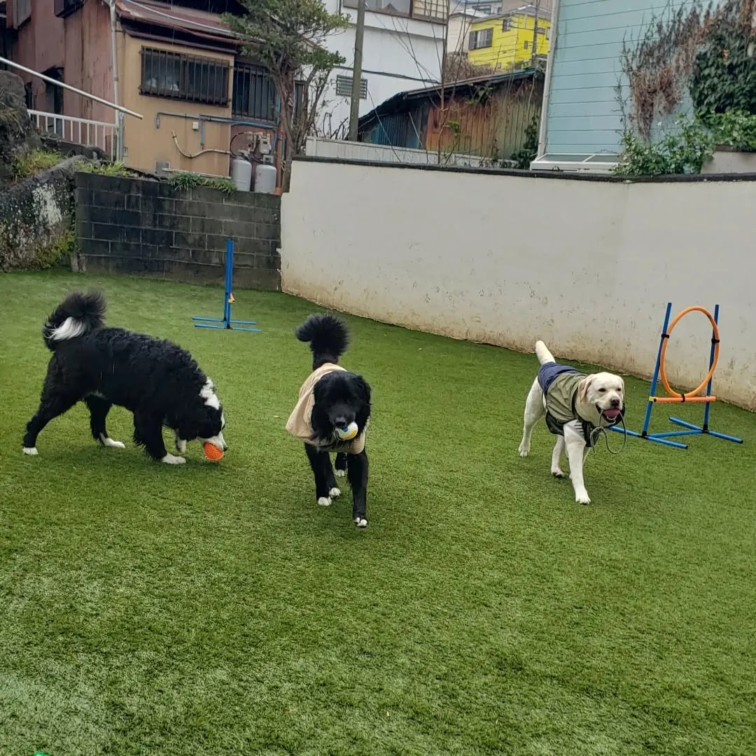 ずっと☔で少し小降りになって止んだので今のうちにわんぱく男子...