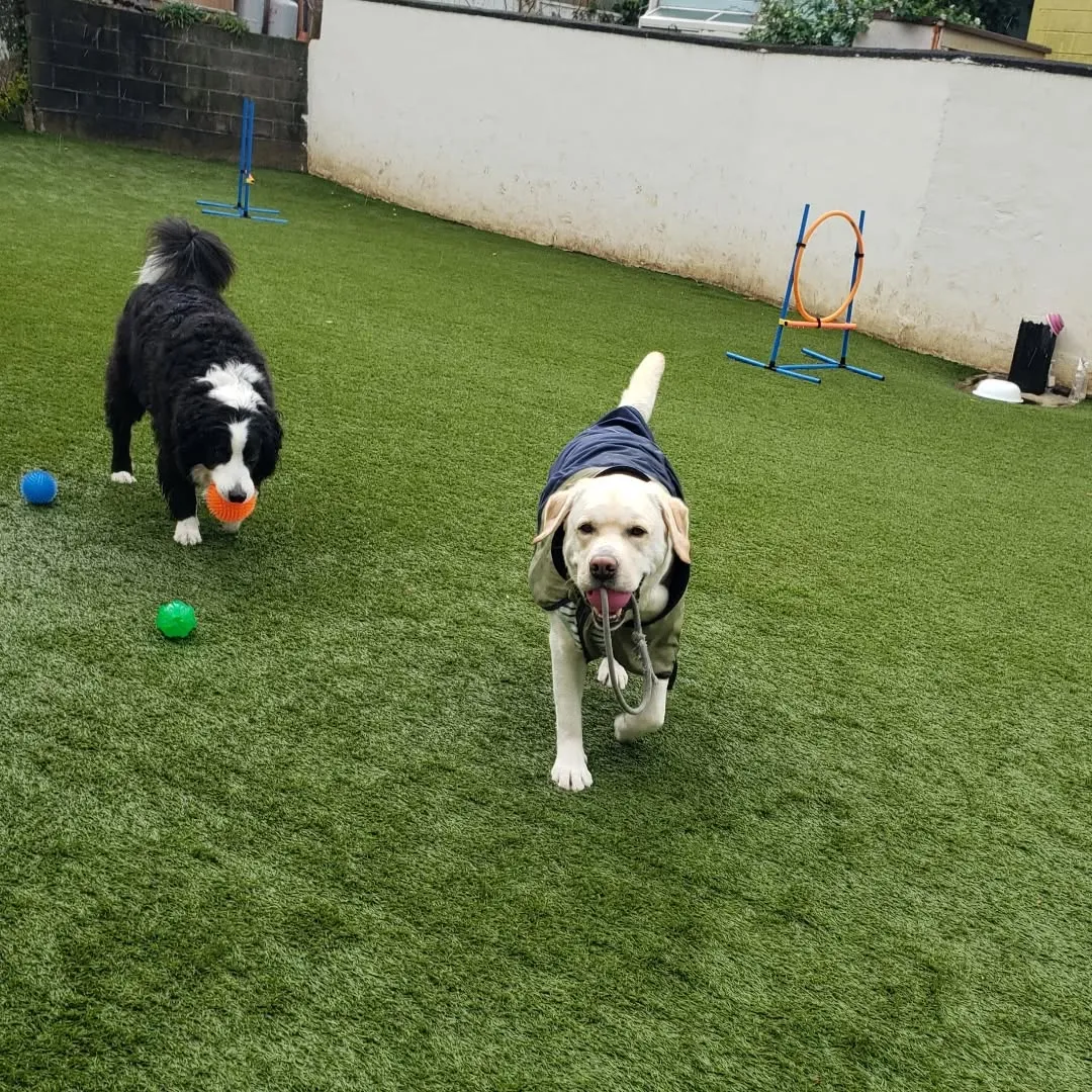 ずっと☔で少し小降りになって止んだので今のうちにわんぱく男子...